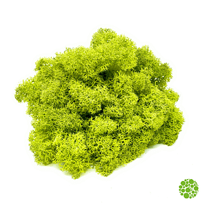 Rentiermoos - light green