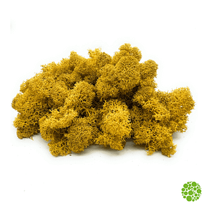 Rentiermoos - yellow