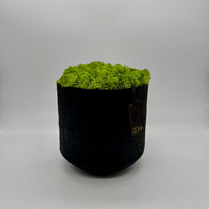 LIME MEADOW – Vaso con muschio – Edizione oohh