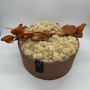 AMBER NEST – Composizione di lichene in vaso – oohh Edition